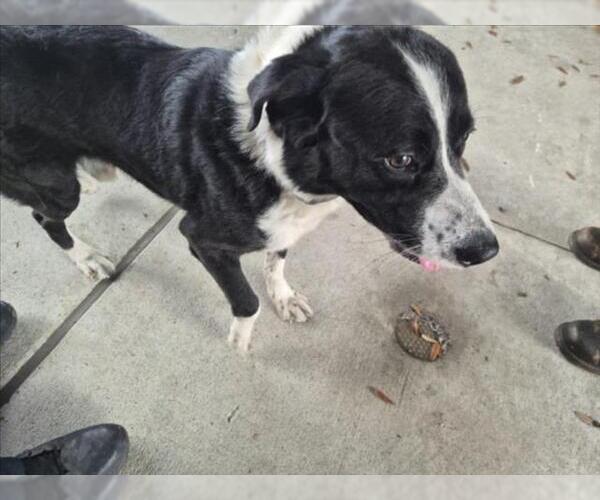 Medium Photo #1 Mutt Puppy For Sale in Texas City, TX, USA