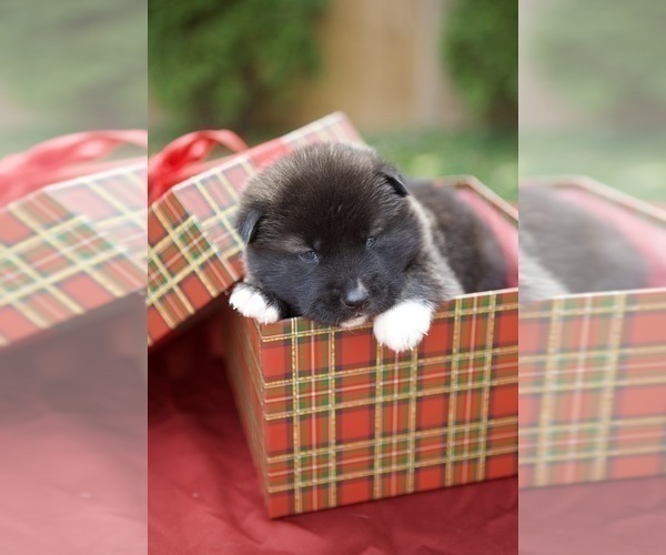 Medium Photo #7 Akita Puppy For Sale in LOUISVILLE, KY, USA