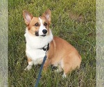 Small #9 Pembroke Welsh Corgi
