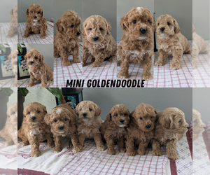 Goldendoodle (Miniature) Litter for sale in GOSHEN, IN, USA