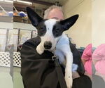 Small #3 Border Collie-Rat Terrier Mix