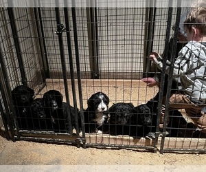 Bernedoodle Puppy for sale in XENIA, OH, USA
