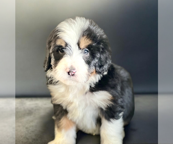 Medium Photo #1 Bernedoodle (Miniature) Puppy For Sale in DUNDEE, OH, USA