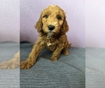 Puppy Ralph Goldendoodle