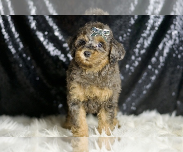 Medium Photo #5 Poodle (Miniature) Puppy For Sale in WARSAW, IN, USA
