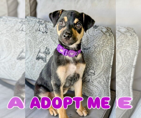 Medium Photo #2 Mutt Puppy For Sale in Jefferson, NJ, USA