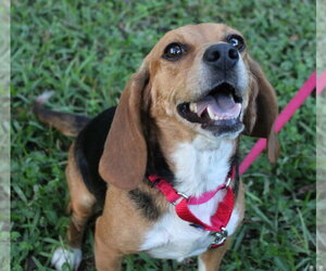 Sundae aka Sunni - Female Beagle Dog for Adoption - Photo #6