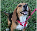 Small Photo #6 Beagle Puppy For Sale in Dunnellon, FL, USA