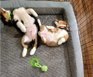 Pembroke Welsh Corgi Puppy for sale in SMITHS STATION, AL, USA