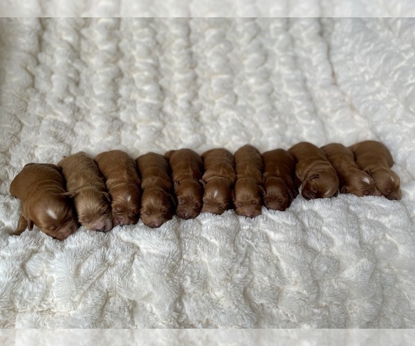 Medium Photo #4 Goldendoodle (Miniature) Puppy For Sale in RANDOLPH, WI, USA