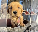 Puppy Prancer Golden Retriever