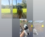 Puppy Puppy 2 Australian Cattle Dog-Texas Heeler Mix