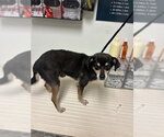Small Chihuahua