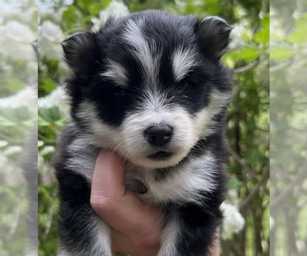 Medium Photo #2 Pomsky Puppy For Sale in BAXTER, TN, USA