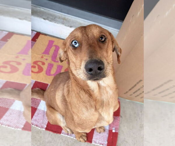 Medium Photo #1 Labrador Retriever-Unknown Mix Puppy For Sale in Alexander, AR, USA