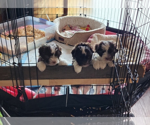 Medium Photo #1 Havanese Puppy For Sale in BURNSVILLE, NC, USA