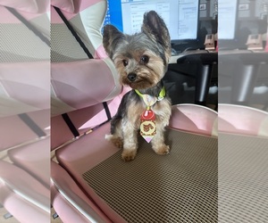 Father of the Biewer Yorkie-Shorkie Tzu Mix puppies born on 03/22/2025