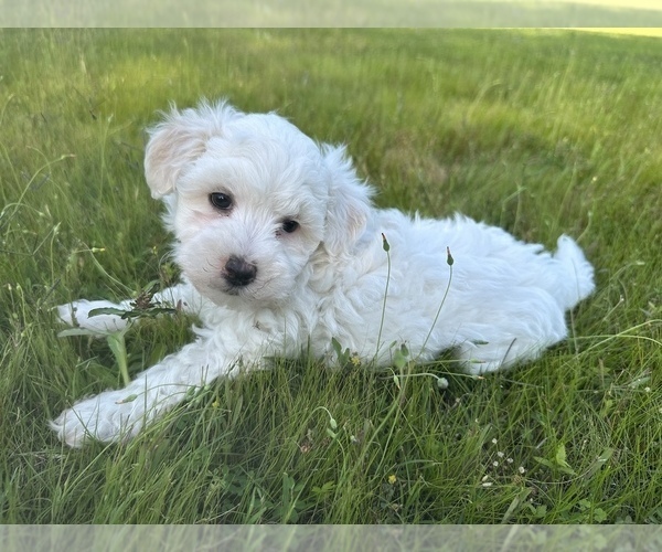 Medium Photo #1 Maltipoo Puppy For Sale in ROCK HILL, SC, USA