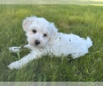 Small Photo #1 Maltipoo Puppy For Sale in ROCK HILL, SC, USA
