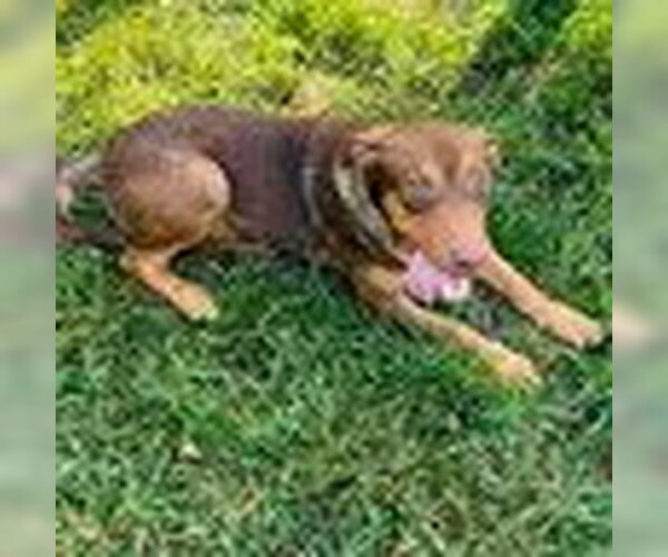 Medium Photo #1 Catahoula Leopard Dog-Doberman Pinscher Mix Puppy For Sale in Bristol, CT, USA