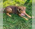 Small Catahoula Leopard Dog-Doberman Pinscher Mix