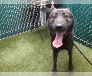 German Shepherd Dog Dogs for adoption in Downey, CA, USA