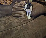 Small #8 Boston Terrier