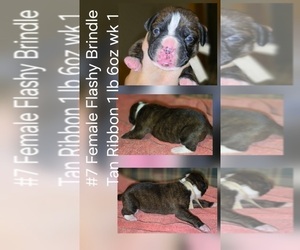 Boxer Puppy for sale in LINN GROVE, IN, USA