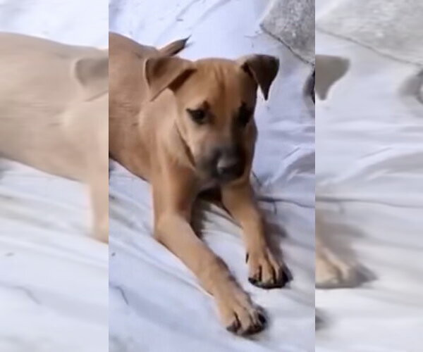 Medium Photo #2 Mutt Puppy For Sale in Dana Point, CA, USA