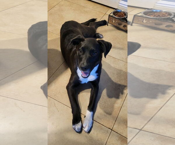 Medium Photo #4 Labrador Retriever-Unknown Mix Puppy For Sale in Royal Palm Beach, FL, USA