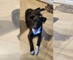 Small #3 Labrador Retriever Mix