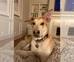 German Shepherd Dog-Unknown Mix Dogs for adoption in The Woodlands, TX, USA