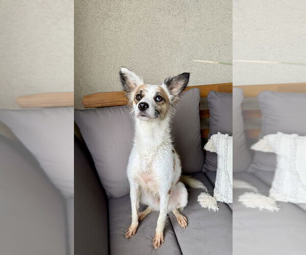 Medium Photo #1 Mutt Puppy For Sale in San Diego, CA, USA