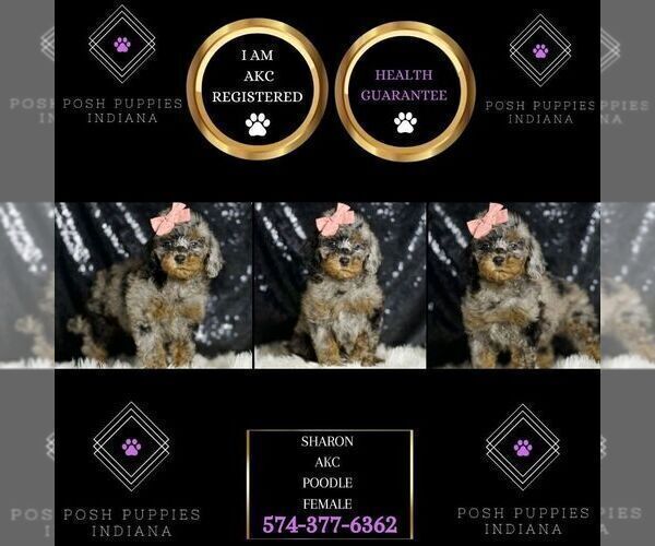 Medium Photo #105 Poodle (Miniature) Puppy For Sale in WARSAW, IN, USA