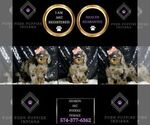 Small Photo #105 Poodle (Miniature) Puppy For Sale in WARSAW, IN, USA