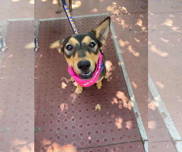 Medium Photo #3 Mutt Puppy For Sale in La Verne, CA, USA