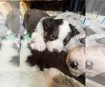 Small Photo #5 Miniature Australian Shepherd Puppy For Sale in WILLIS, VA, USA