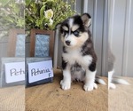 Small #4 Pomsky