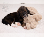 Small Photo #13 Bernedoodle Puppy For Sale in LEAVENWORTH, IN, USA