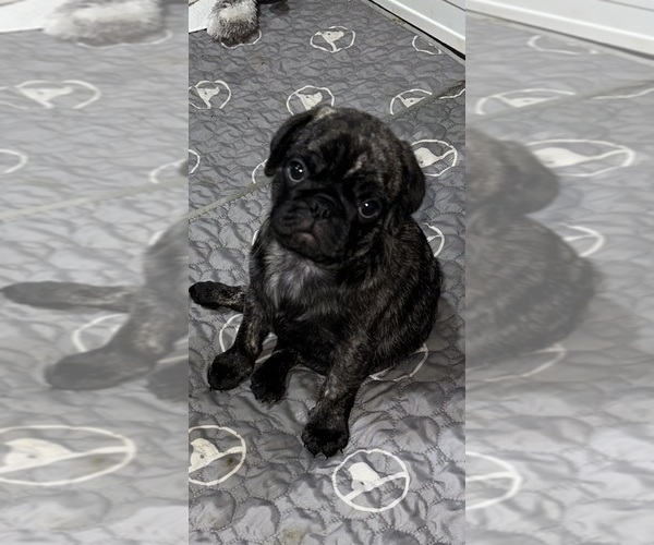 Medium Photo #37 Pug Puppy For Sale in TROY, MO, USA