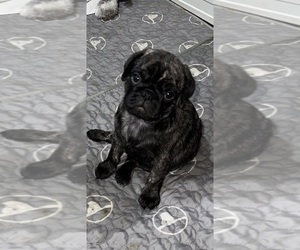 Medium Pug