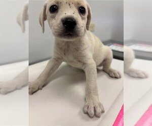 Chihuahua Dogs for adoption in Corpus Christi, TX, USA