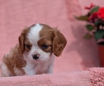 Puppy Baron Cavalier King Charles Spaniel