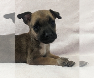 American Bully-Jack Russell Terrier Mix Puppy for sale in ELIZABETHTON, TN, USA