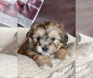 Shih Tzu-Shiranian Mix Puppy for sale in PLATTEVILLE, WI, USA