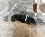 Puppy LiteBlueCollar Doberman Pinscher