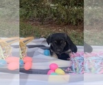 Small Photo #6 Shepradors Puppy For Sale in KOKOMO, IN, USA