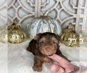 Yorkshire Terrier Puppy for sale in MORRIS CHAPEL, TN, USA