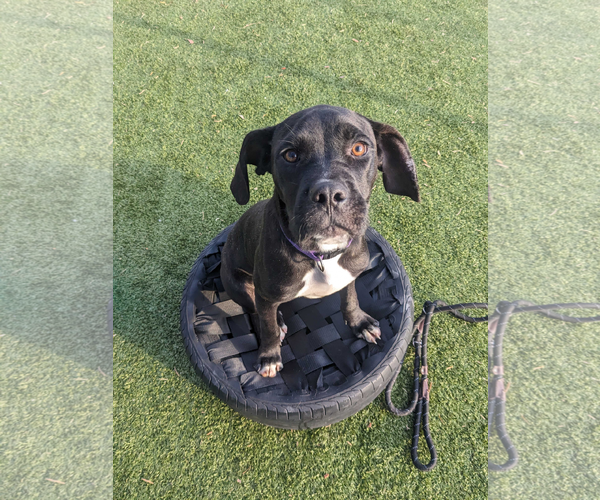 Medium Photo #2 Labrador Retriever-Unknown Mix Puppy For Sale in Woodbury, NY, USA