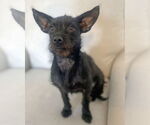 Small Mutt
